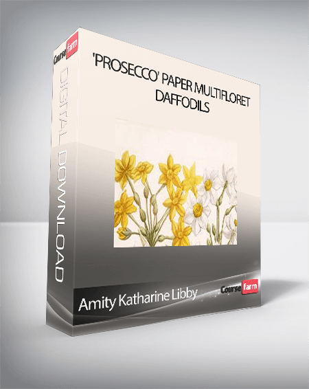 Amity Katharine Libby - 'Prosecco' Paper Multifloret Daffodils